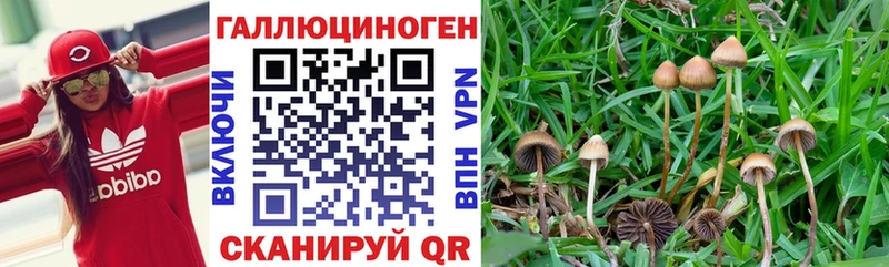 Галлюциногенные грибы Psilocybe  Купить  Ноябрьск